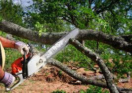 How Our Tree Care Process Works  in  Sioux City, IA