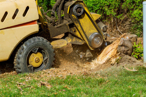 Best Tree Preservation Services  in Sioux City, IA