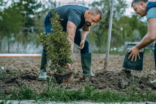 Best Fruit Tree Pruning  in Sioux City, IA