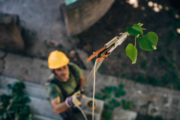  Sioux City, IA Tree Care Services Pros