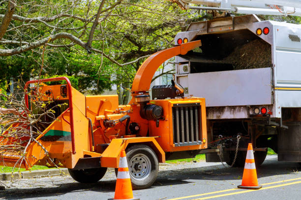 Best Leaf Removal  in Sioux City, IA