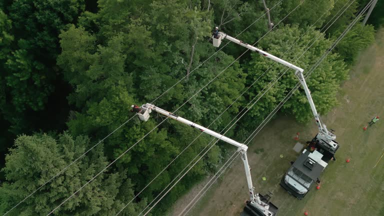 Best Tree Disease Treatment  in Sioux City, IA