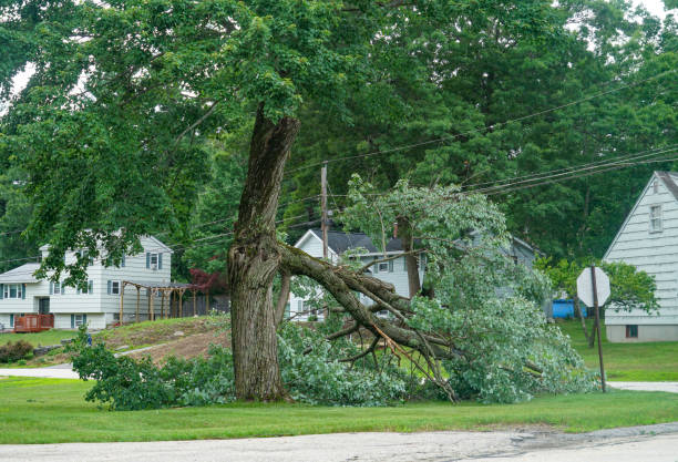 Best Hazardous Tree Removal  in Sioux City, IA