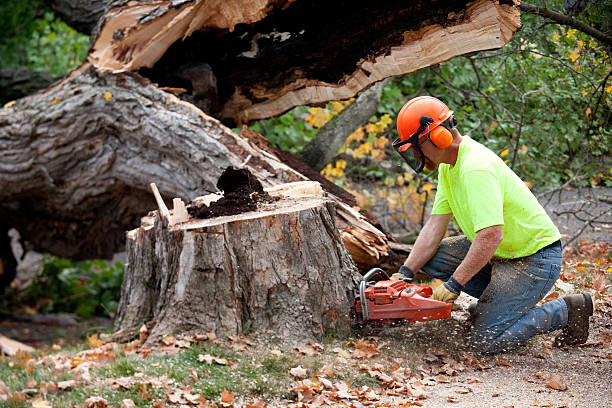 Best Tree Removal  in Sioux City, IA