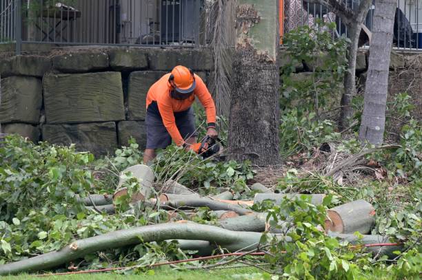 Reliable Sioux City, IA Tree Care Services Solutions