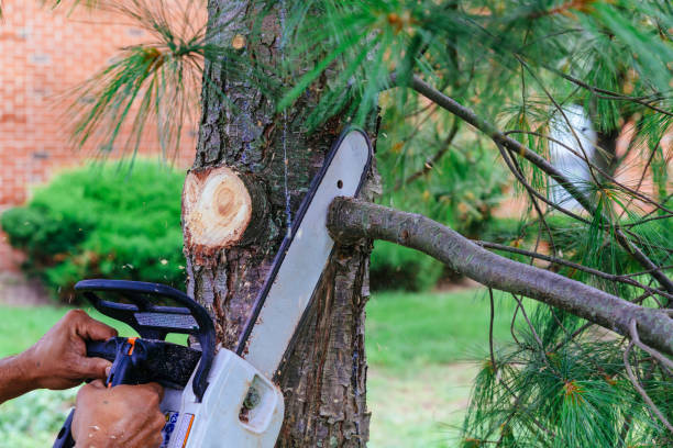 Best Tree Maintenance Programs  in Sioux City, IA